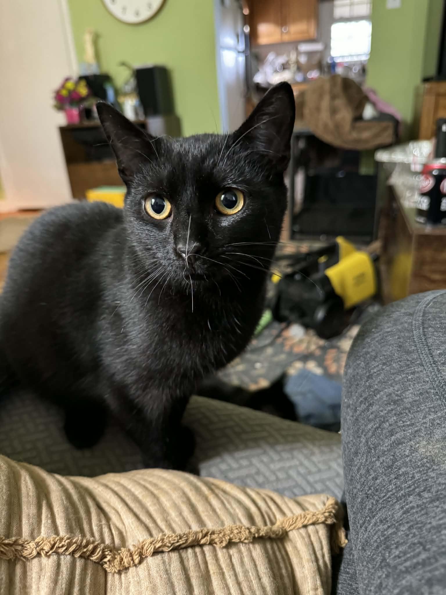 Pugsley, adoptable, Kitten Male Domestic Short Hair.