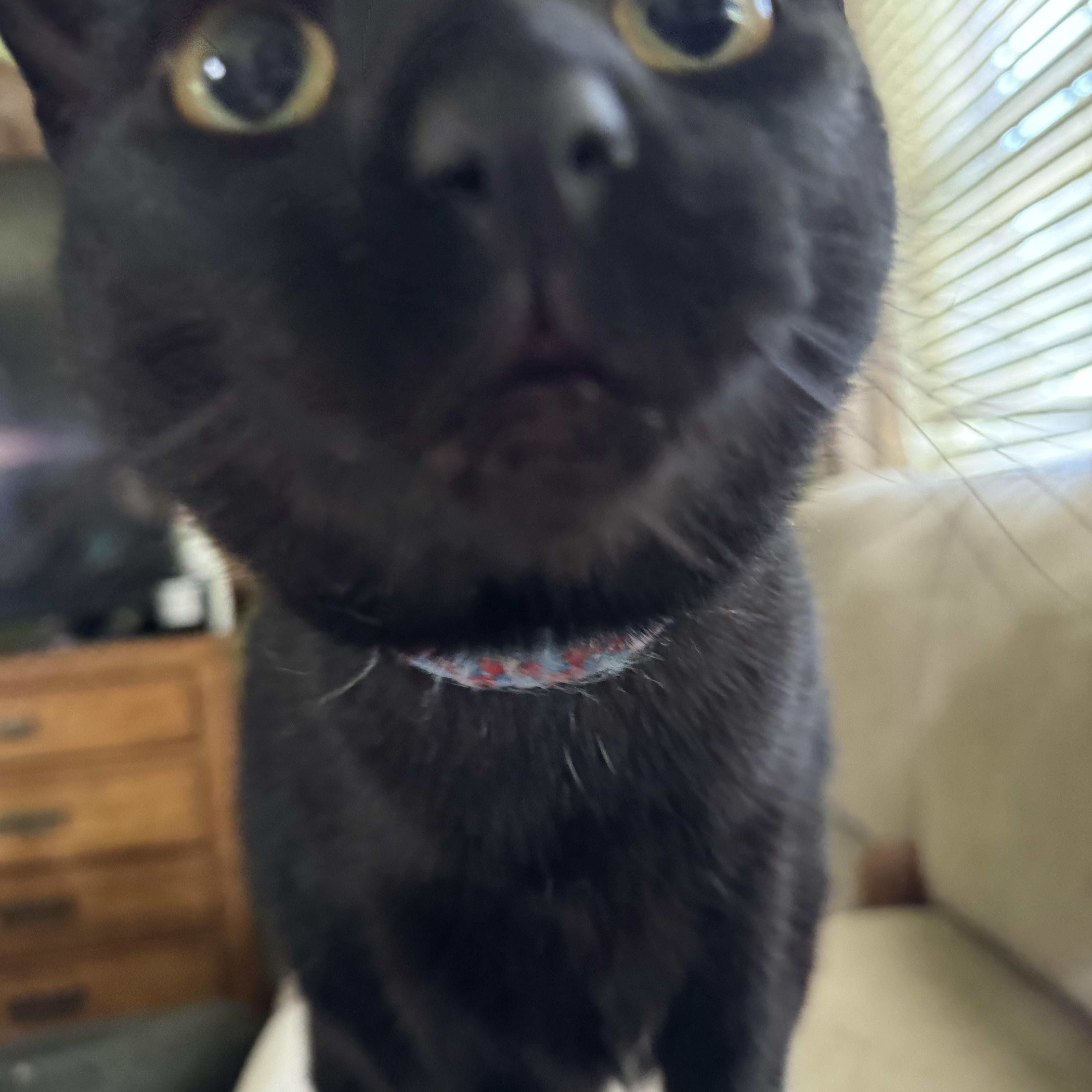 Enlarge Pugsley, a Adoptable Domestic Short Hair in Campbellsville, KY image 3/6