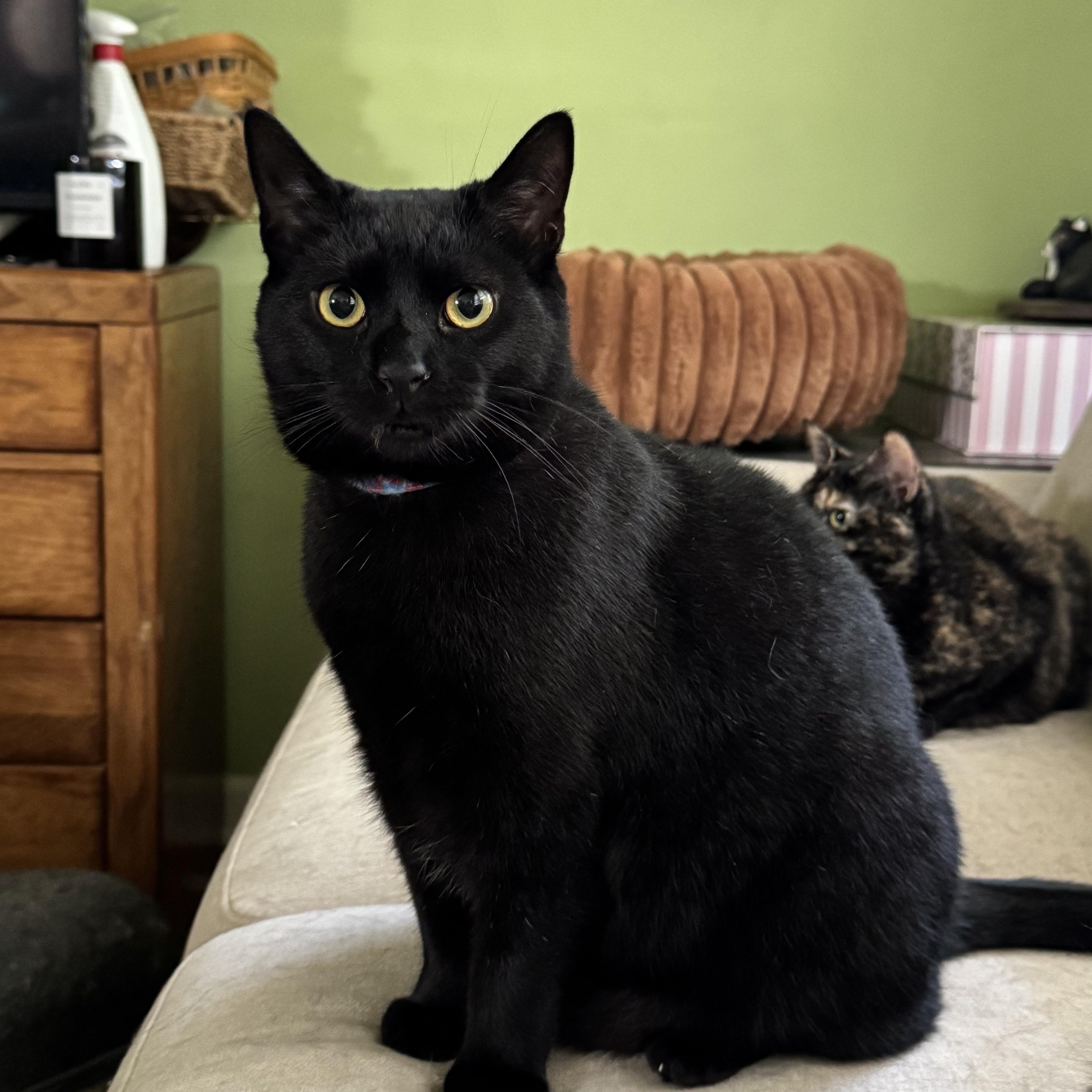 Pugsley, Adoptable, Young Male Domestic Short Hair.
