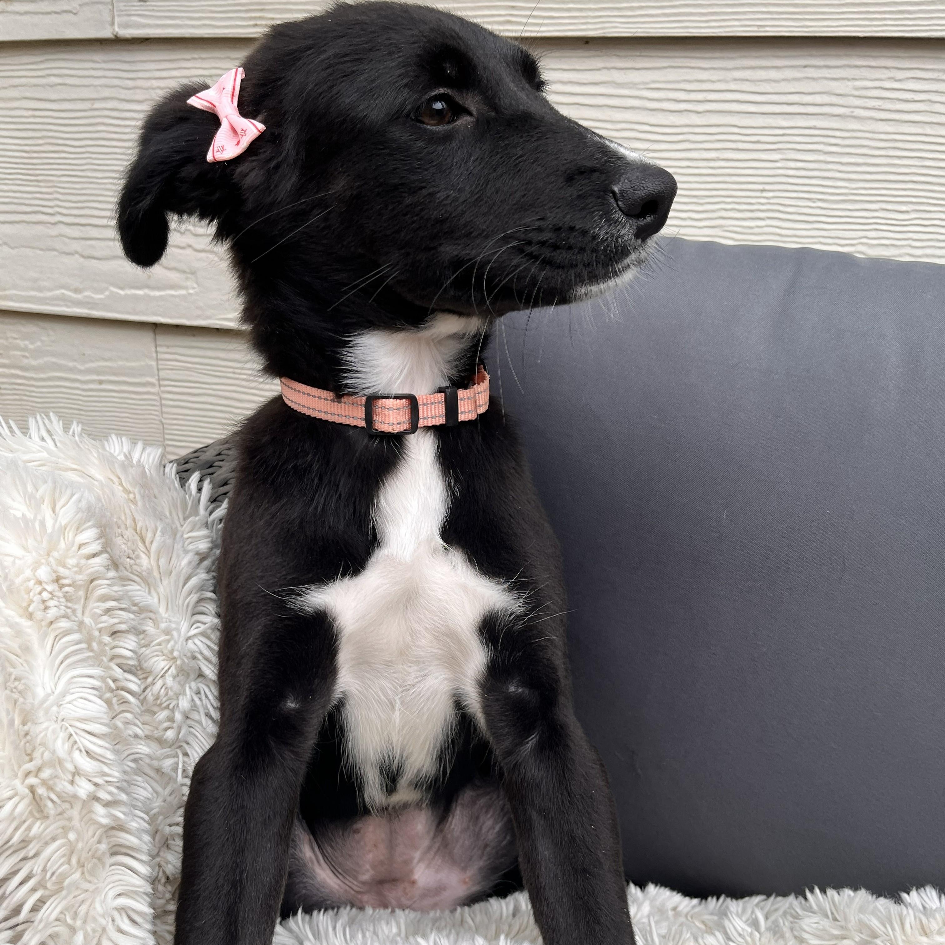 Tambourine — thumbnail 3