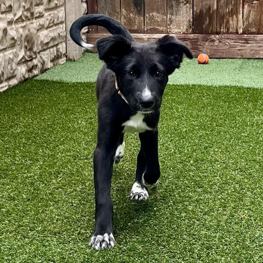 Tambourine — thumbnail 5