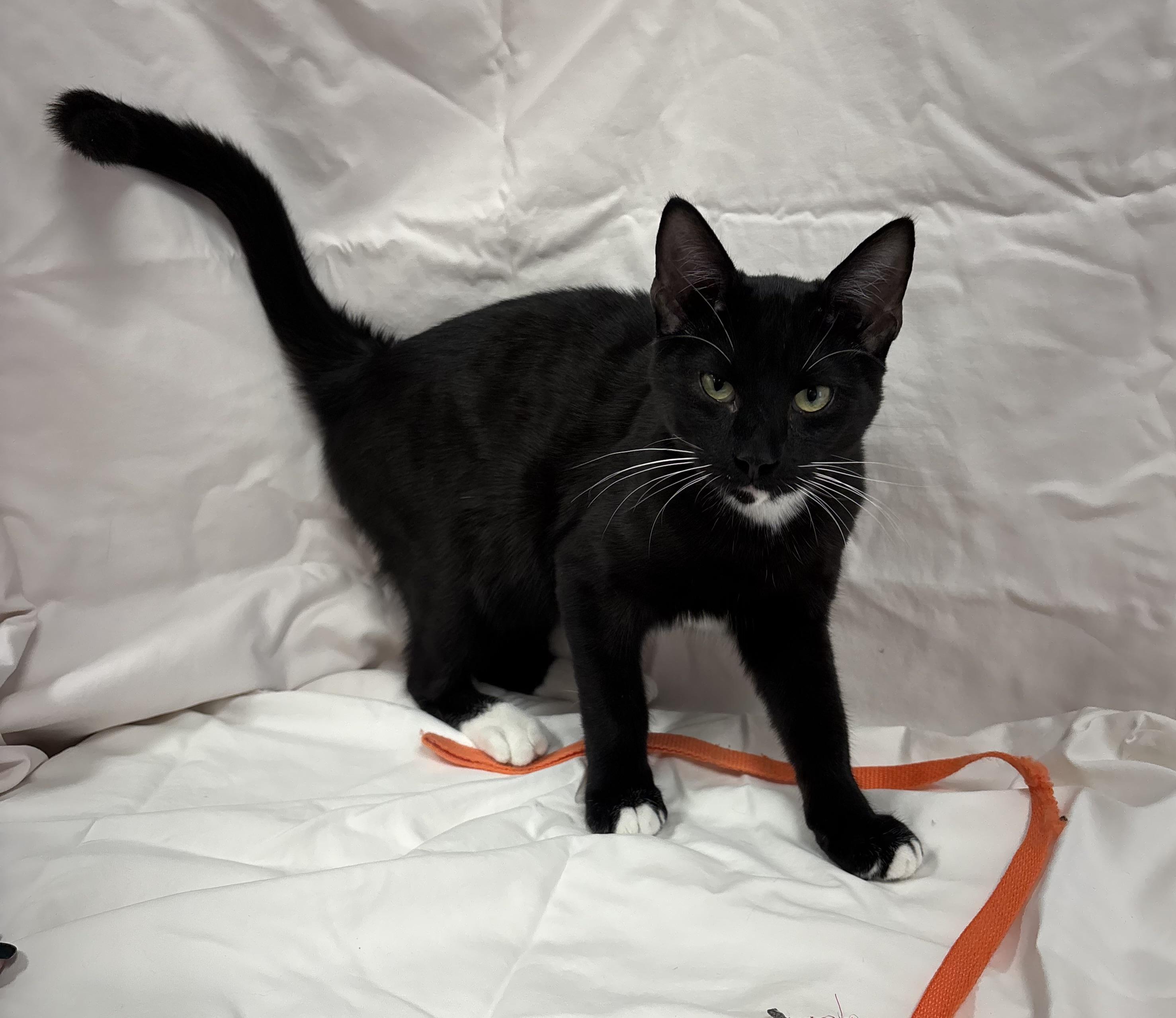 Ritz Carlton, a Adoptable Domestic Short Hair in Torrington, WY image 3/5
