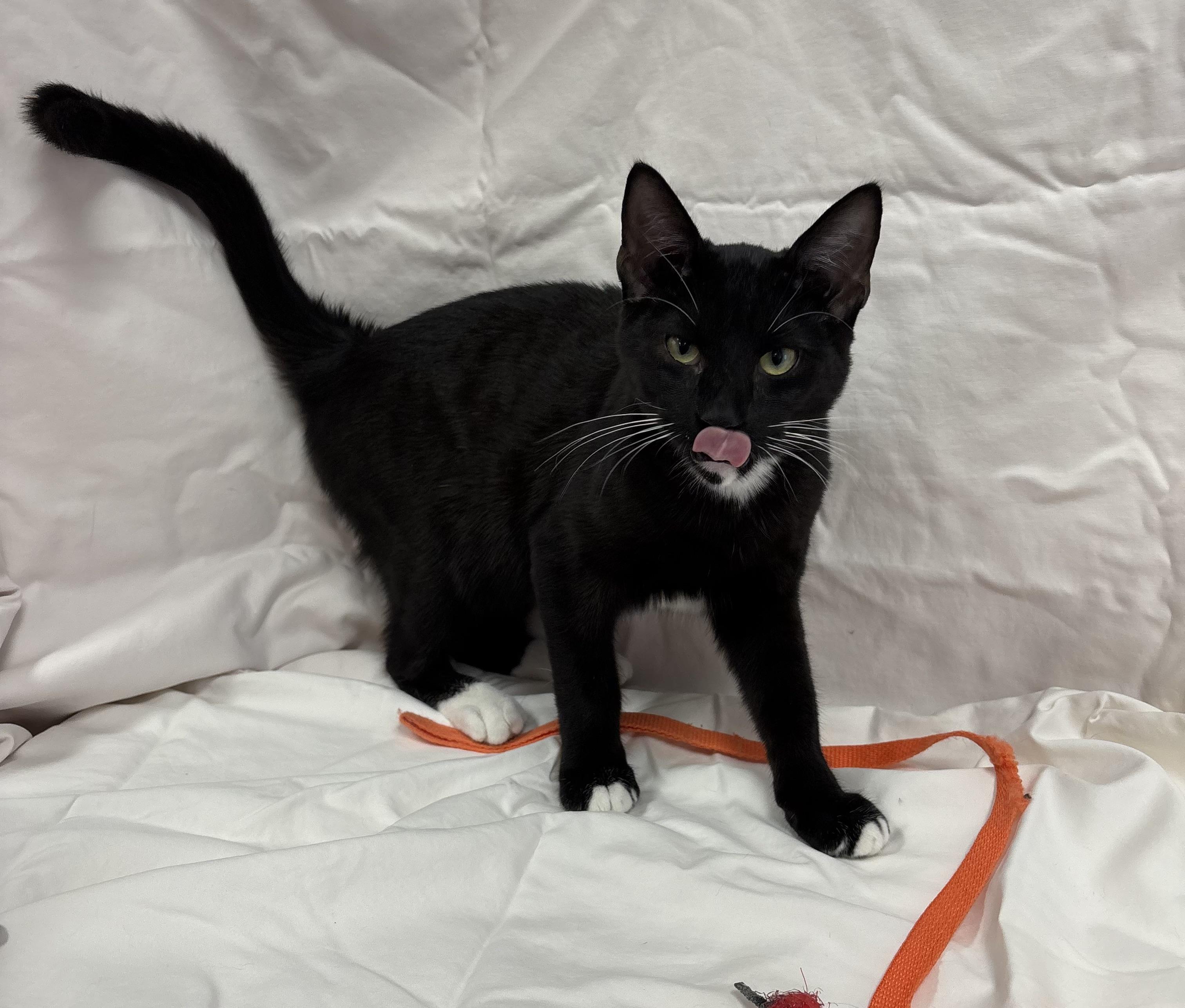 Ritz Carlton, Adoptable, Young Male Domestic Short Hair.