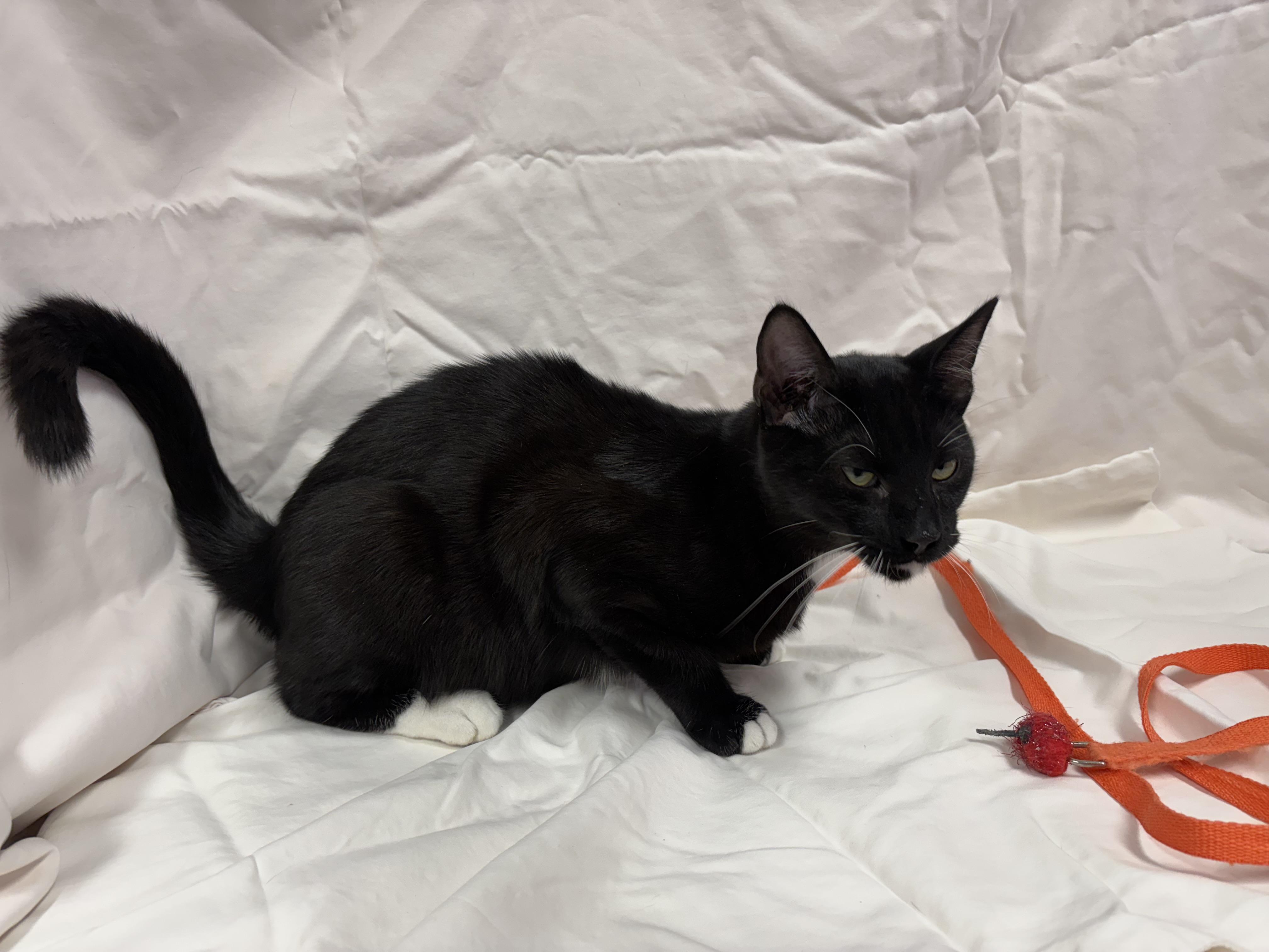 Ritz Carlton, a Adoptable Domestic Short Hair in Torrington, WY image 4/5