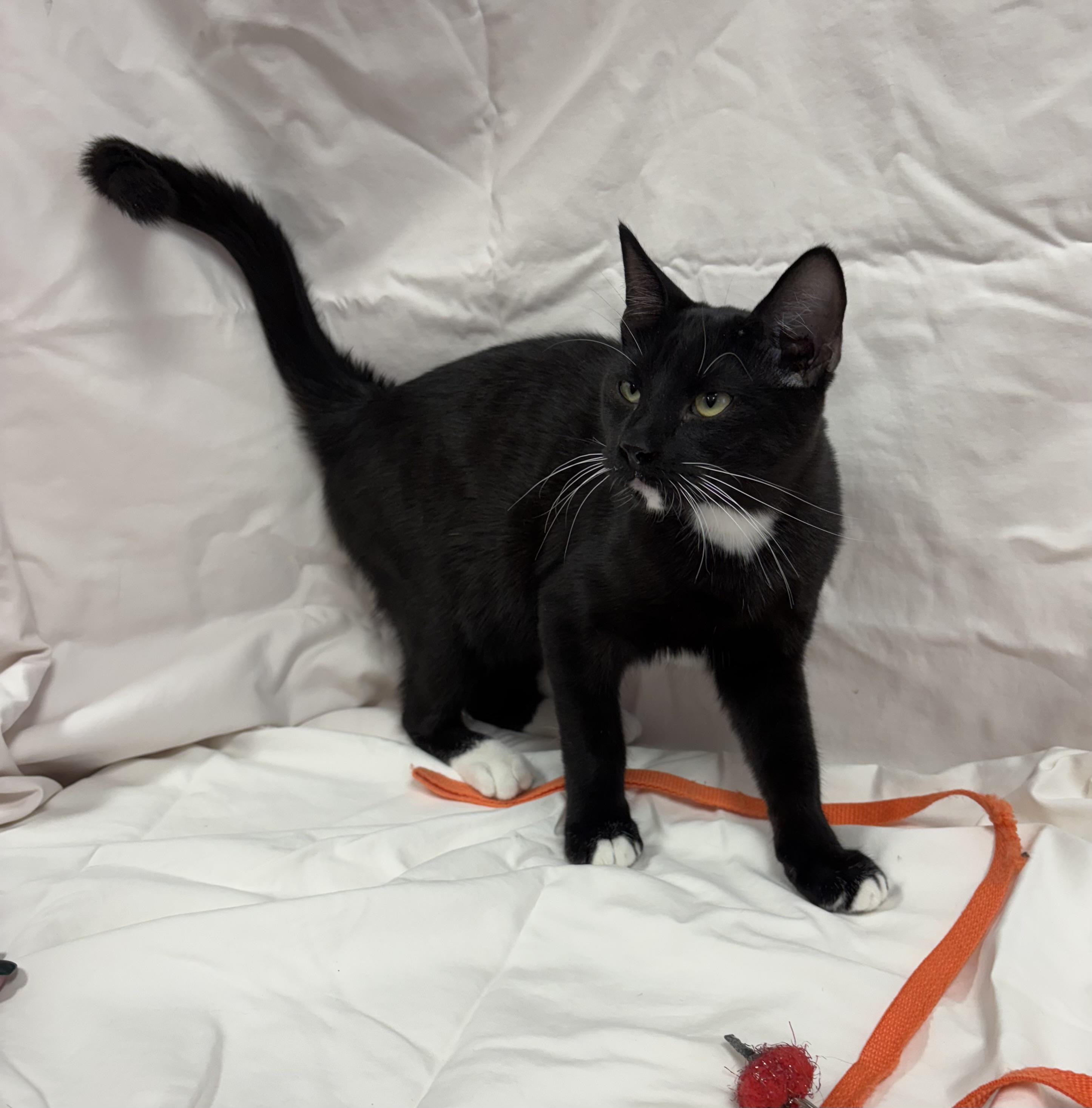 Ritz Carlton, a Adoptable Domestic Short Hair in Torrington, WY image 5/5