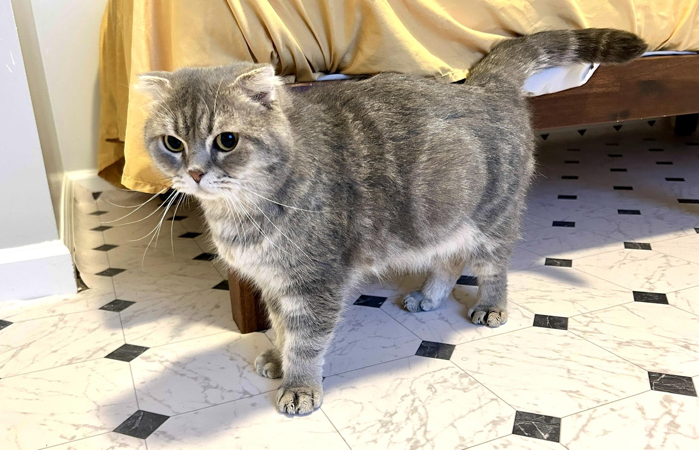 Mushoo, an adopted Scottish Fold in Lancaster, PA image 2/4