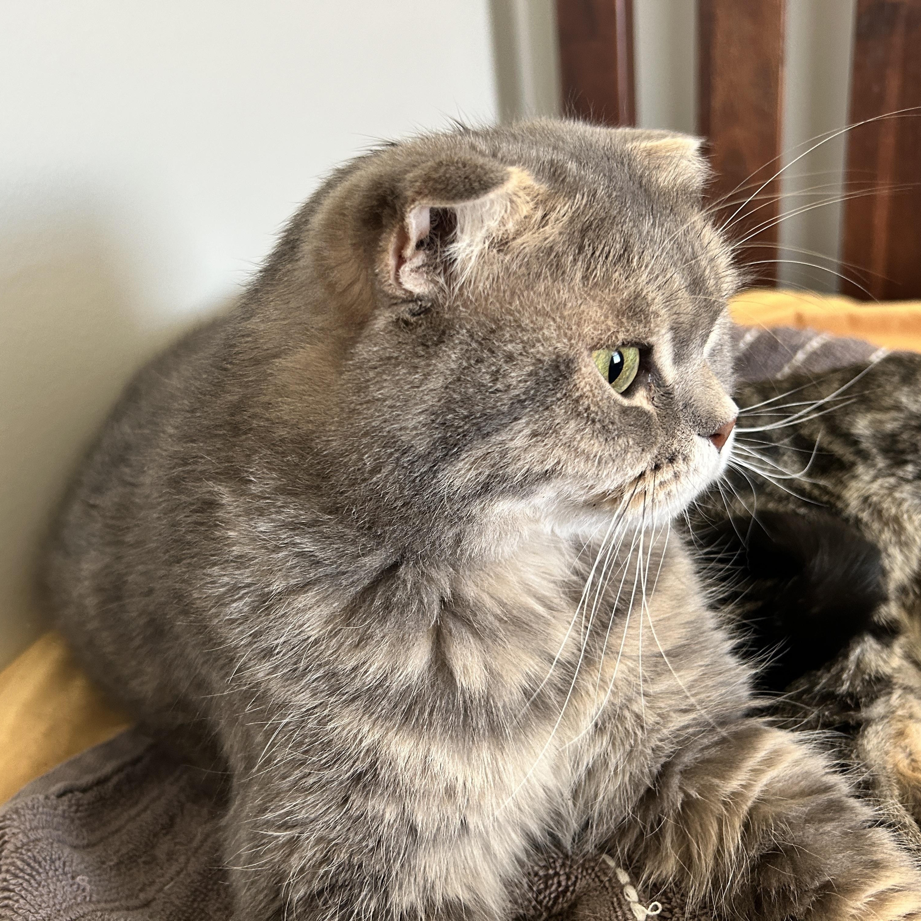 Mushoo, an adopted Scottish Fold in Lancaster, PA image 4/4