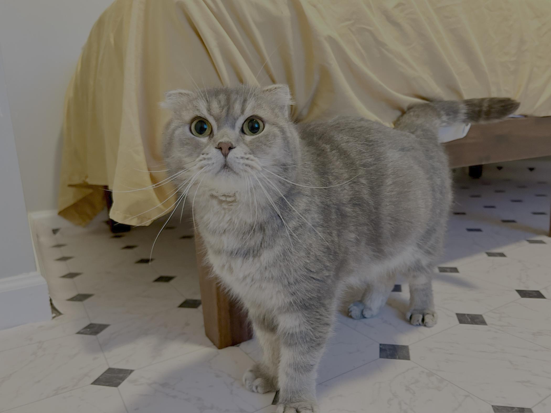 Mushoo, an adopted Scottish Fold in Lancaster, PA image 3/4