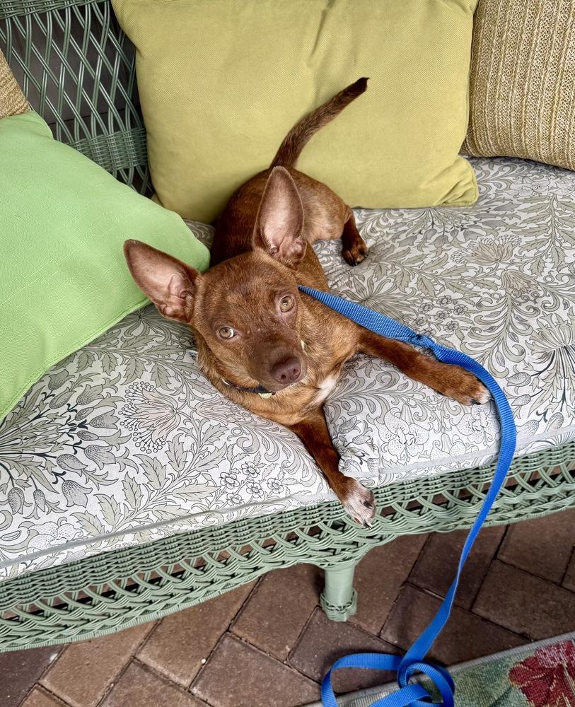Cody, Adoptable, Young Male Chihuahua.