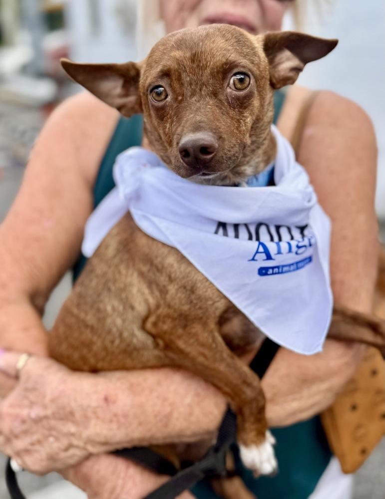 Enlarge Cody, a Adoptable mixed breed in Greenlawn, NY image 1/6