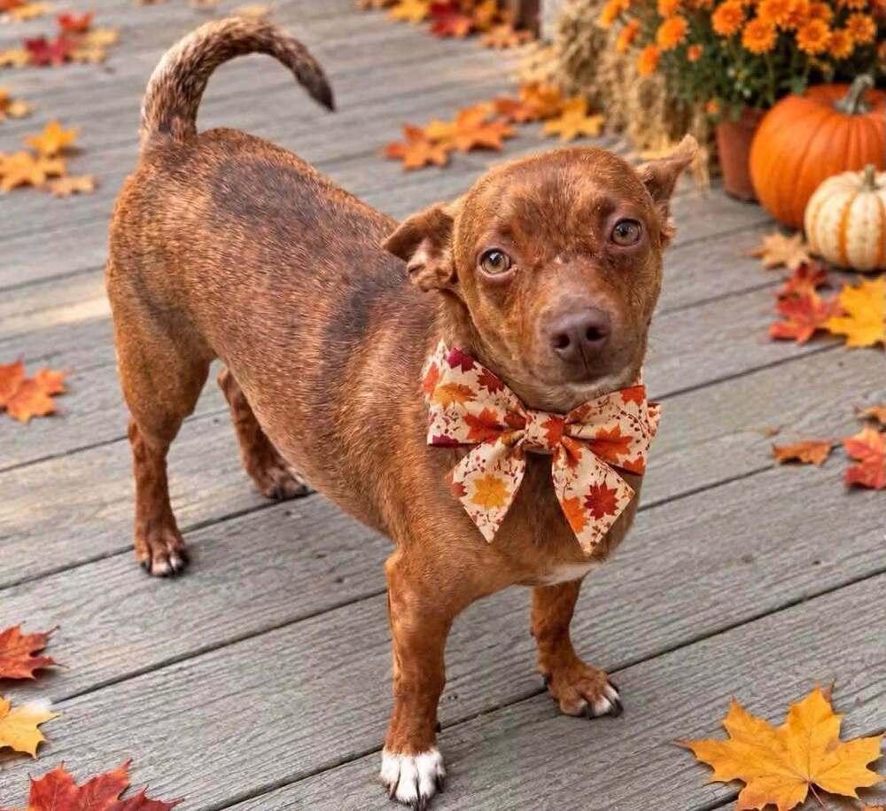 Enlarge Cody, a Adoptable mixed breed in Greenlawn, NY image 2/6