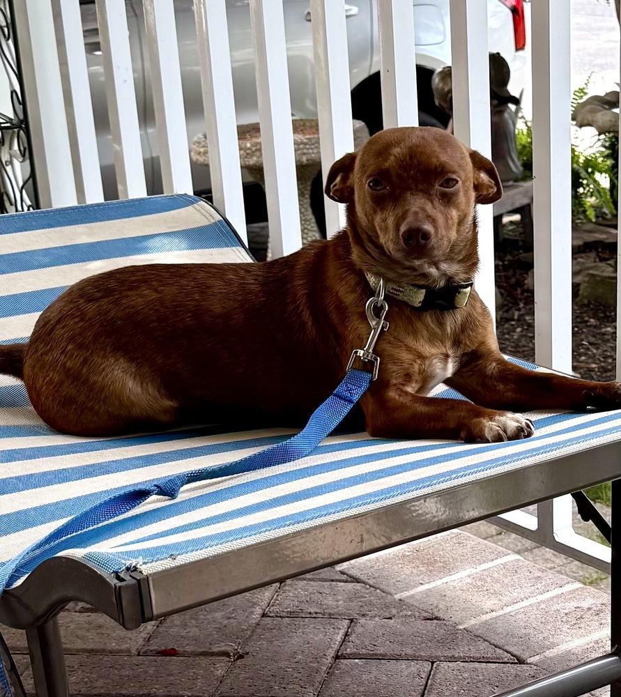 Cody, a Adoptable mixed breed in Greenlawn, NY image 3/6