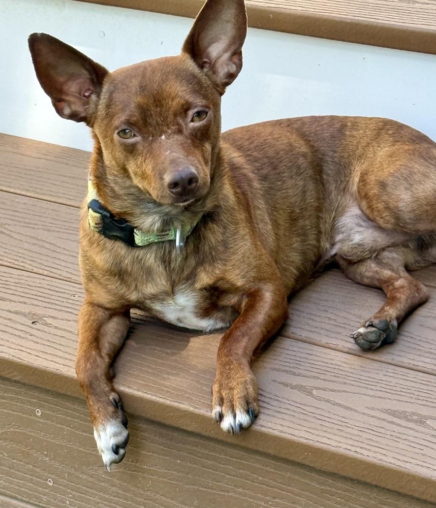 Cody, a Adoptable mixed breed in Greenlawn, NY image 4/6