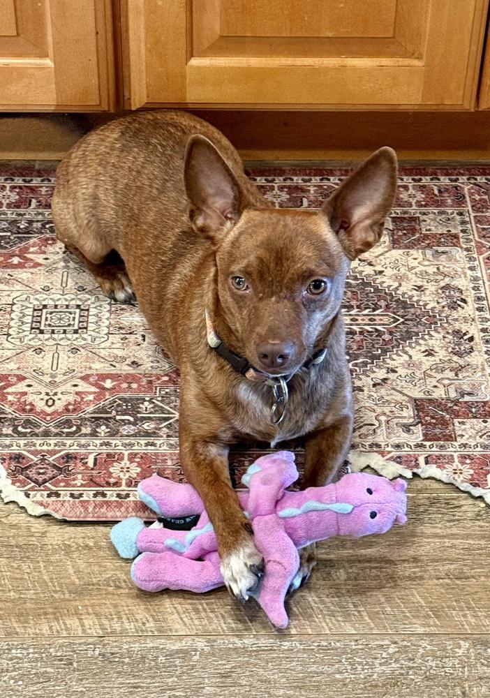 Enlarge Cody, a Adoptable mixed breed in Greenlawn, NY image 4/6