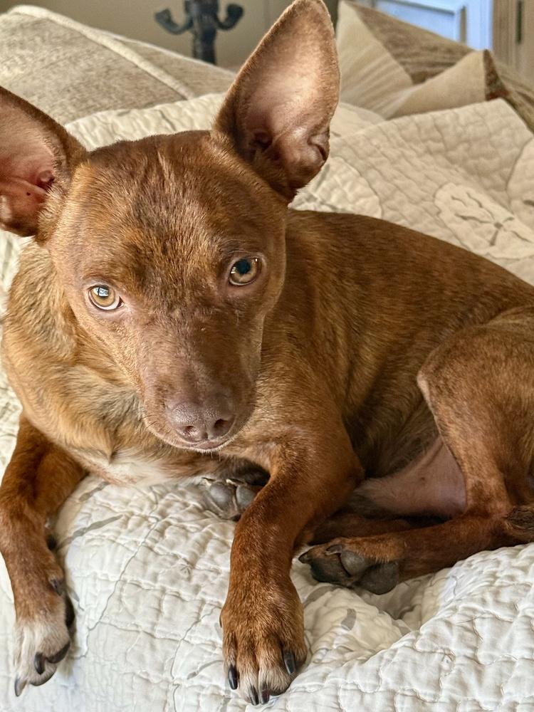 Cody, a Adoptable mixed breed in Greenlawn, NY image 6/6