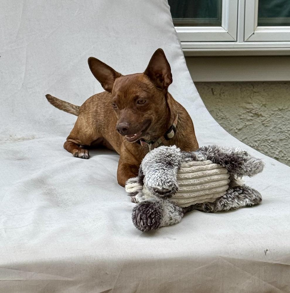 Enlarge Cody, a Adoptable mixed breed in Greenlawn, NY image 5/6