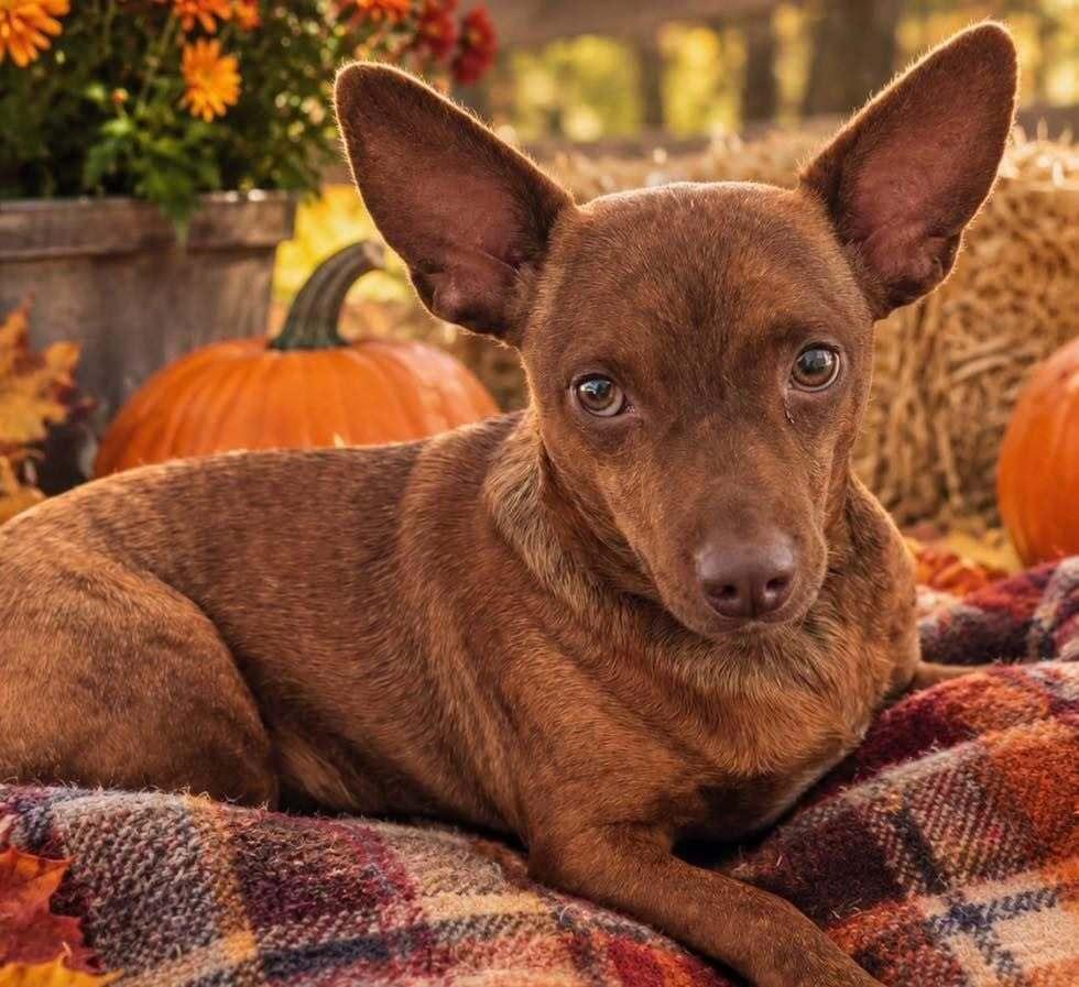 Enlarge Cody, a Adoptable mixed breed in Greenlawn, NY image 6/6
