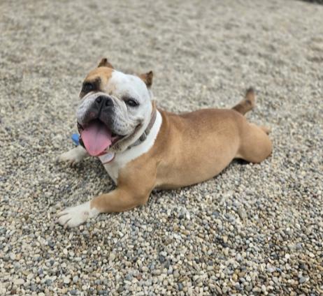 Tootsie, adopted, Senior Female Bulldog.