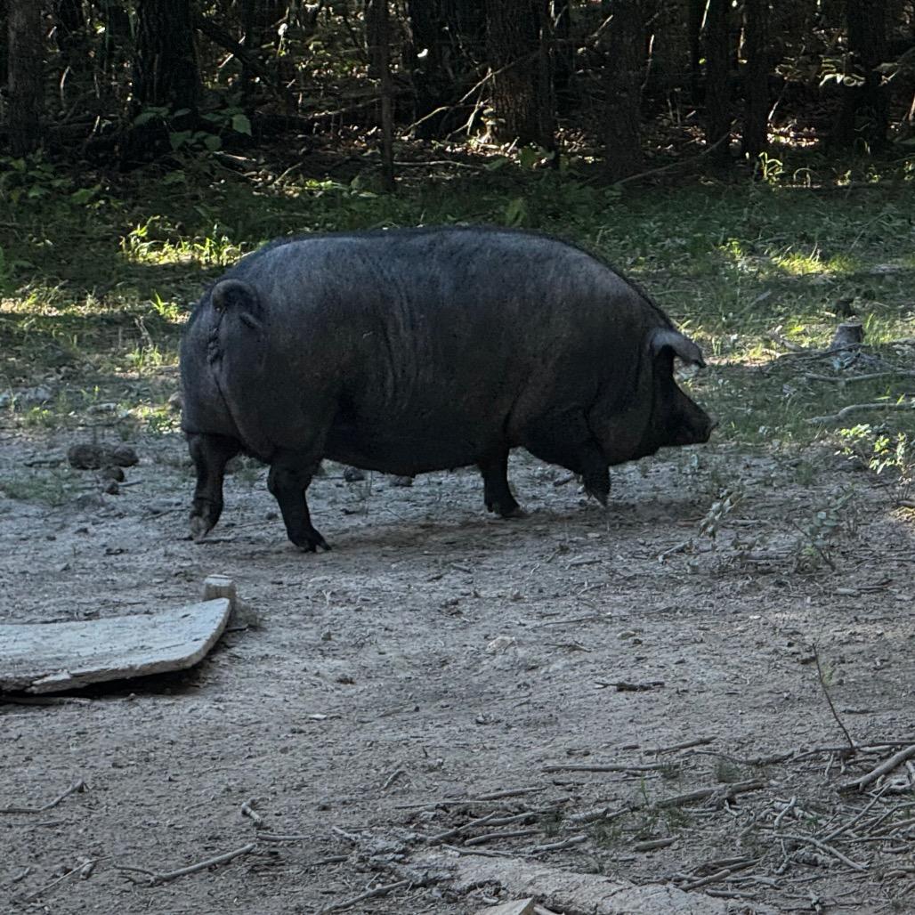 Enlarge Mom pig 1, a Adoptable Pig in West Plains, MO image 1/1