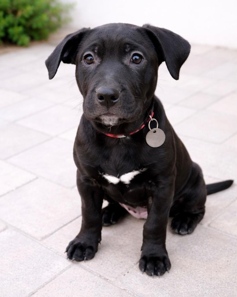 Manzanita, Adoptable, Puppy Female American Staffordshire Terrier & Pit Bull Terrier.