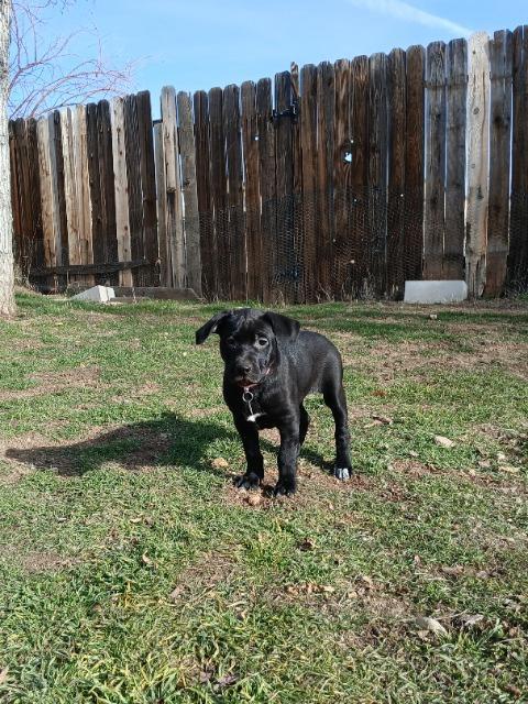 Enlarge Manzanita, a Adoptable mixed breed in Reno, NV image 2/4