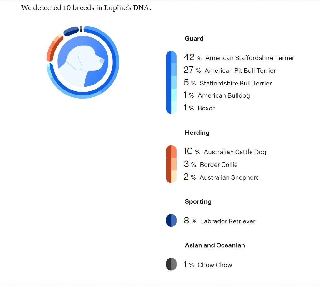 Enlarge Manzanita, a Adoptable mixed breed in Reno, NV image 4/4