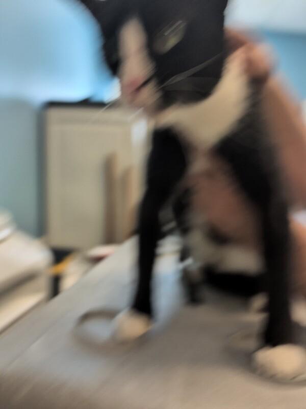 Regina, Adoptable, Adult Female Domestic Short Hair.