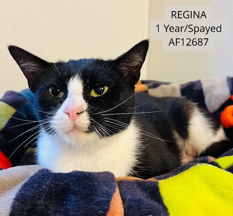Enlarge Regina, a Adoptable Domestic Short Hair in Supply, NC image 2/2