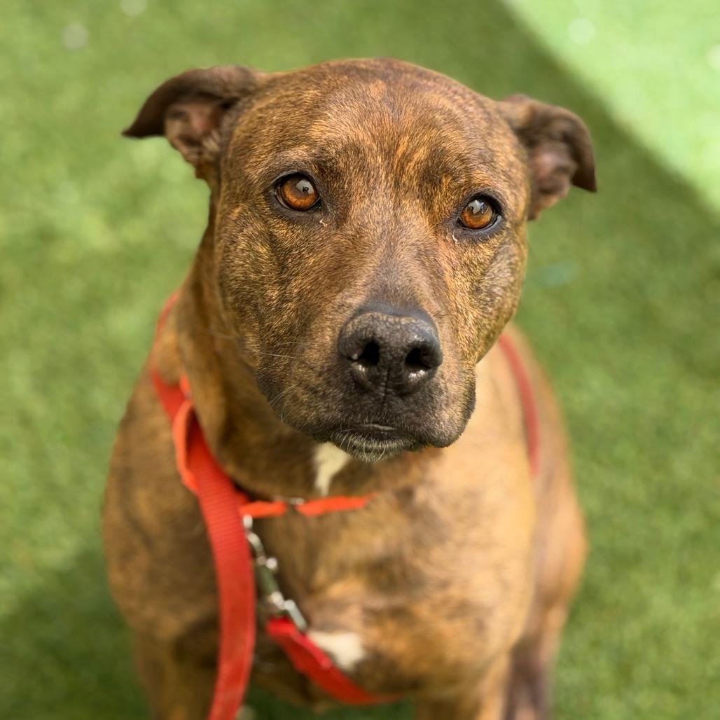 Sadie May, Adoptable, Adult Female Pit Bull Terrier & Australian Cattle Dog / Blue Heeler.