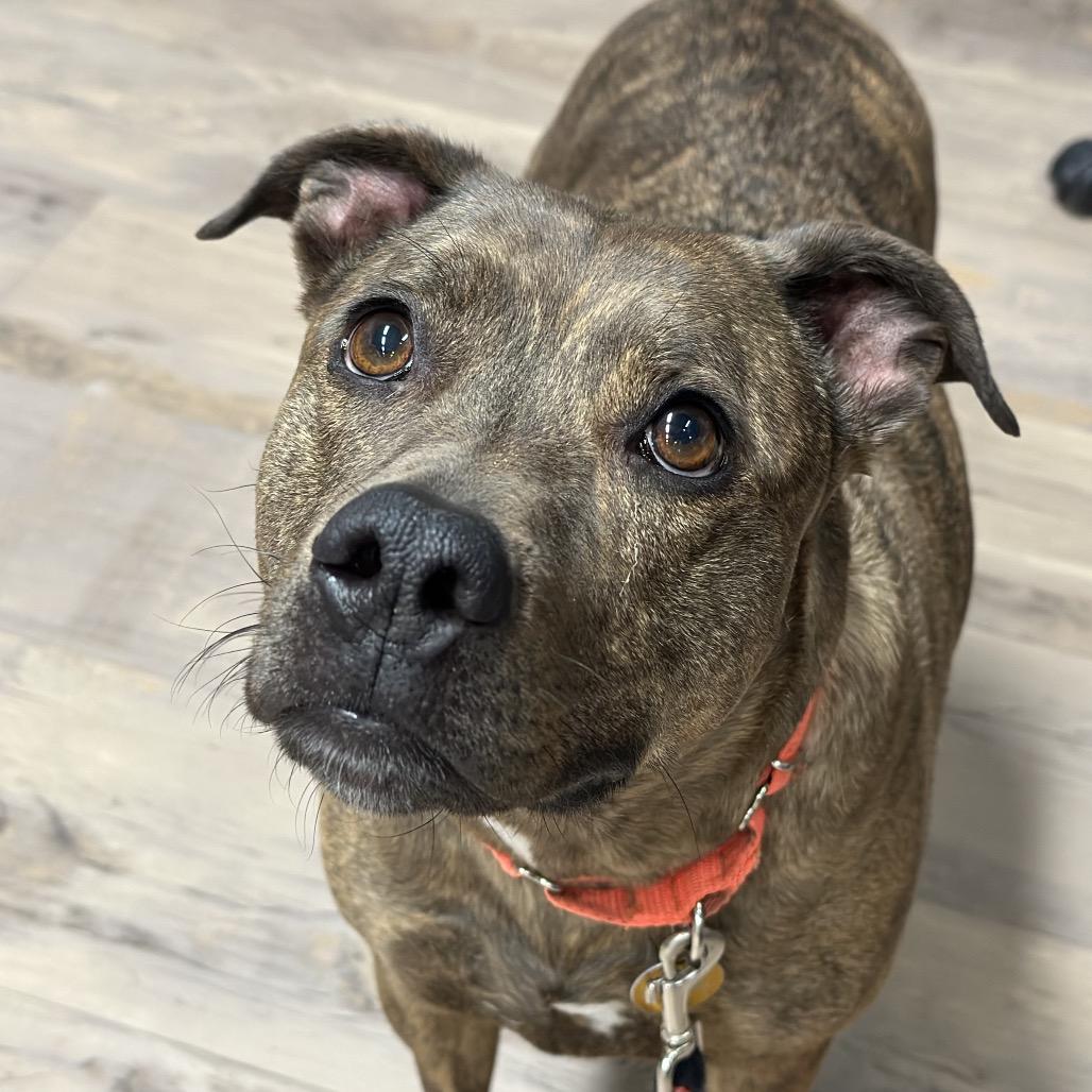 Enlarge Sadie May, a Adoptable mixed breed in Durango, CO image 1/6