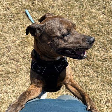 Enlarge Sadie May, a Adoptable mixed breed in Durango, CO image 2/6