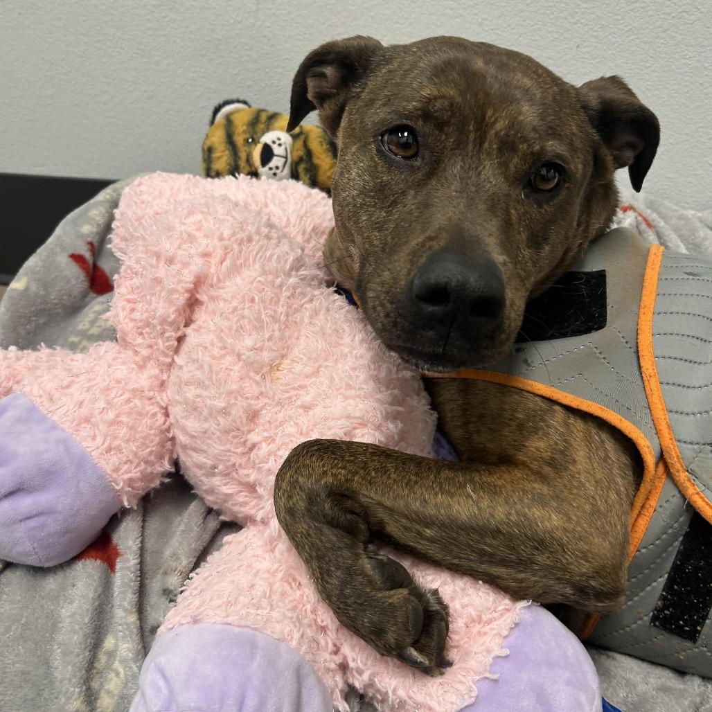 Enlarge Sadie May, a Adoptable mixed breed in Durango, CO image 3/6