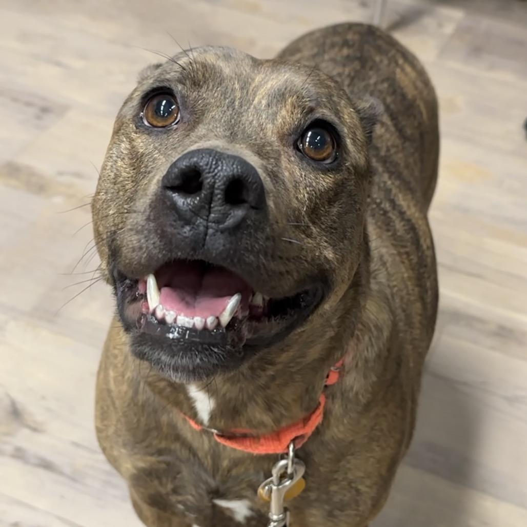 Enlarge Sadie May, a Adoptable mixed breed in Durango, CO image 4/6