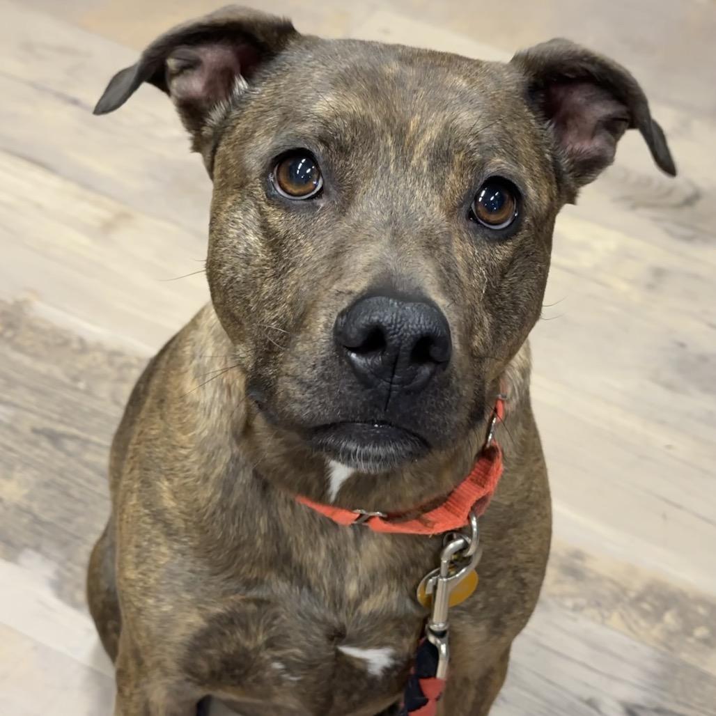 Enlarge Sadie May, a Adoptable mixed breed in Durango, CO image 6/6