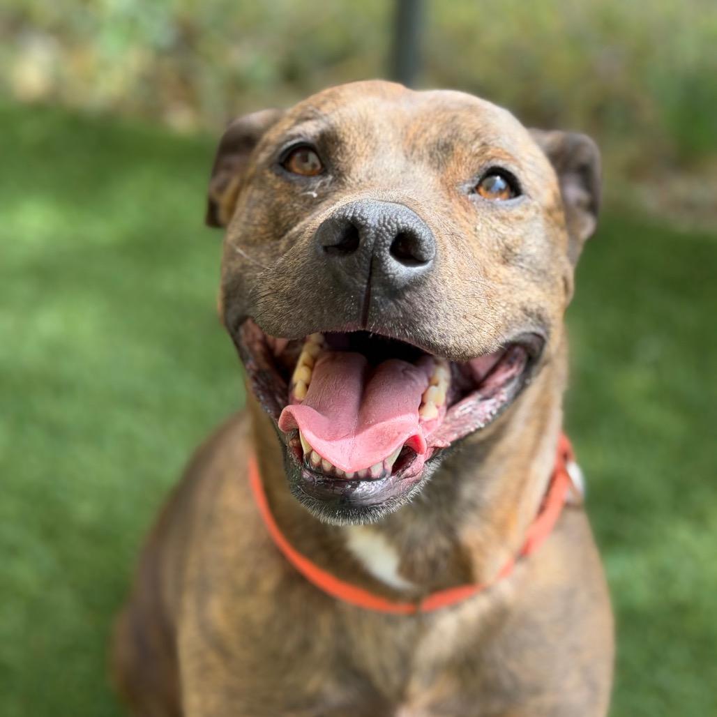 Enlarge Sadie May, a Adoptable mixed breed in Durango, CO image 6/6