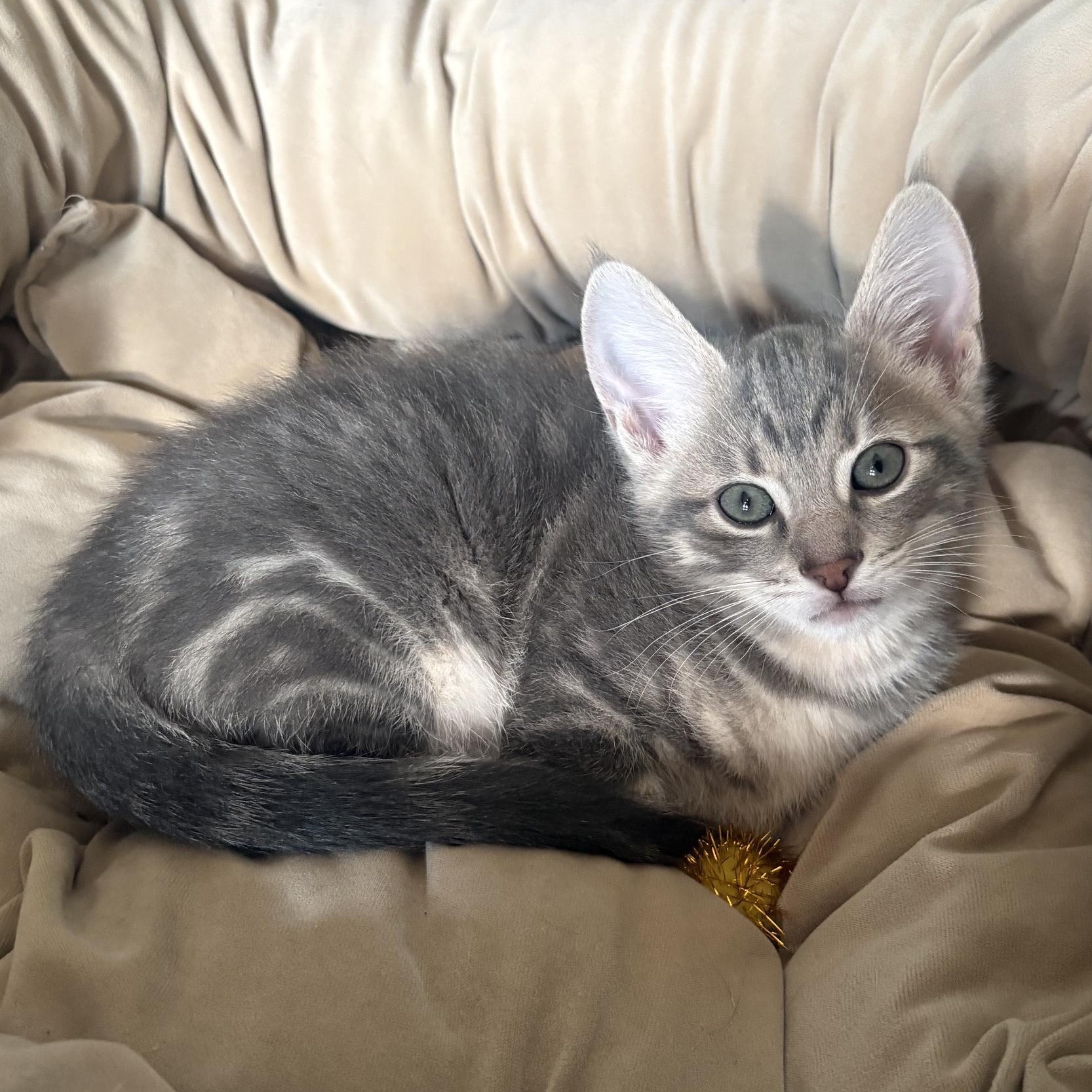 SYLVESTER, a ADOPTABLE mixed breed in Wilmington, OH image 2/2