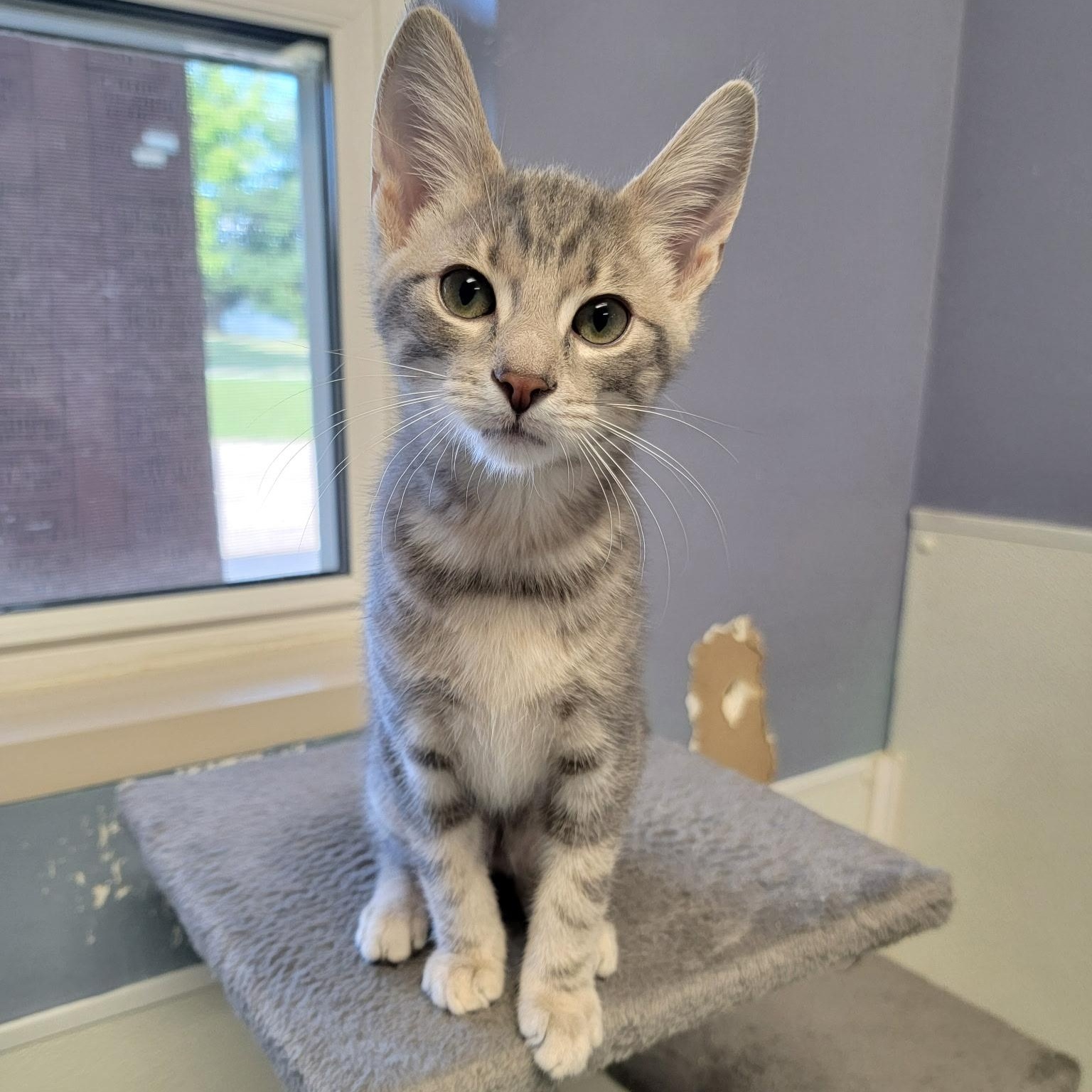 SYLVESTER, a ADOPTABLE mixed breed in Wilmington, OH image 1/2