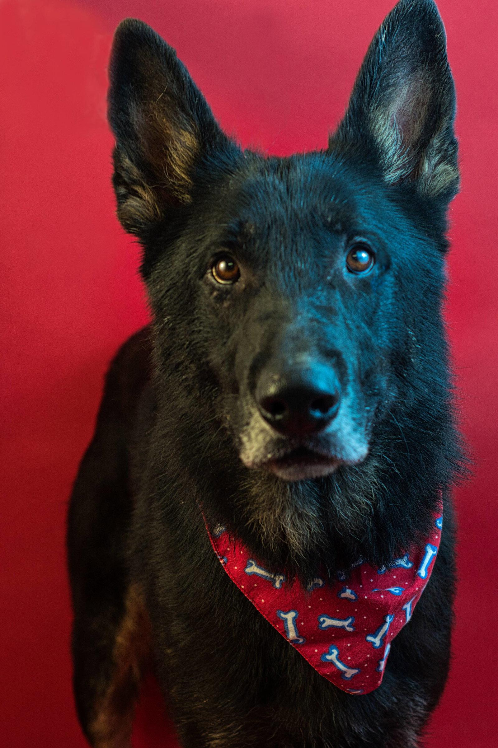 ANDY, Adoptable, Adult Male German Shepherd Dog & Shepherd.