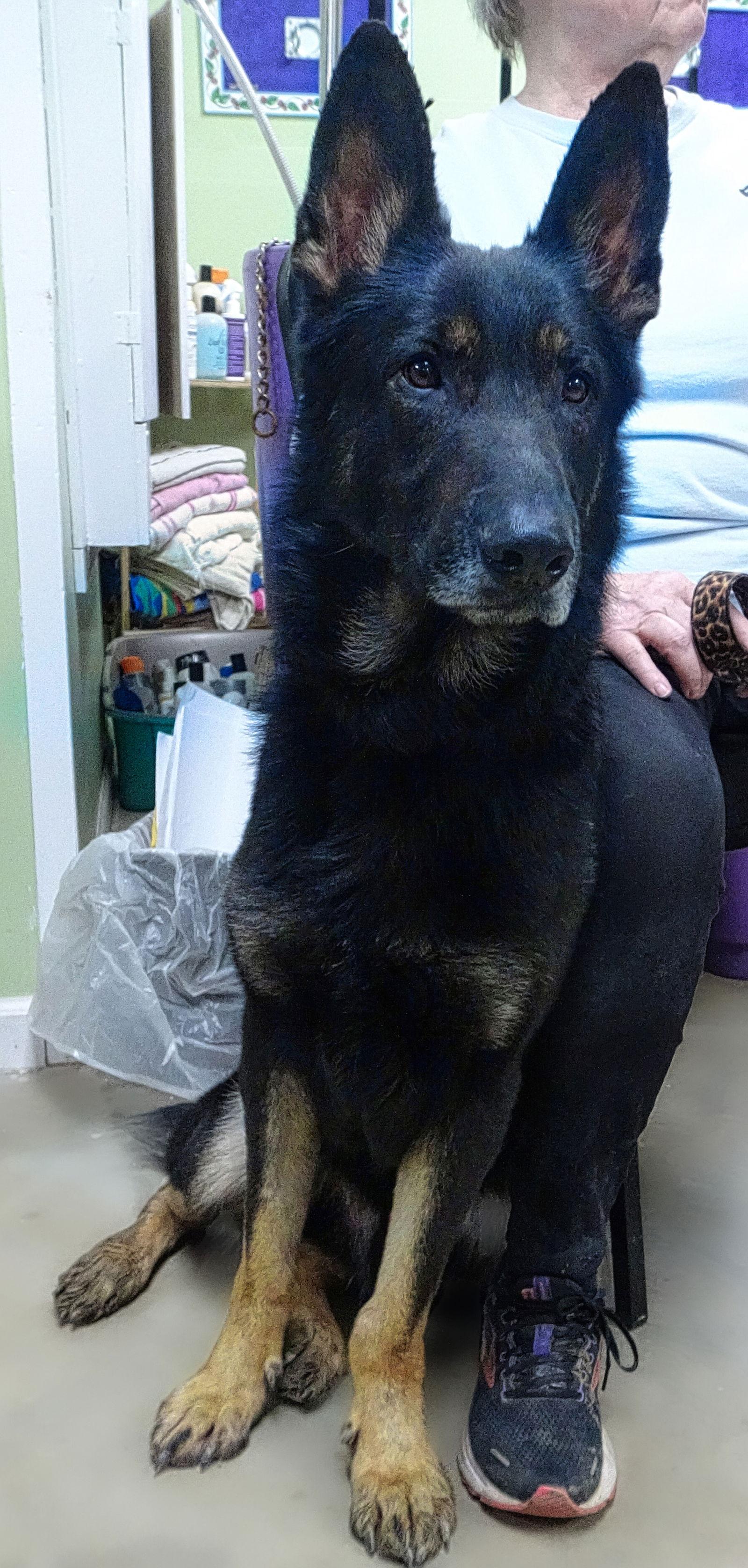 ANDY, Adoptable, Adult Male German Shepherd Dog & Shepherd.