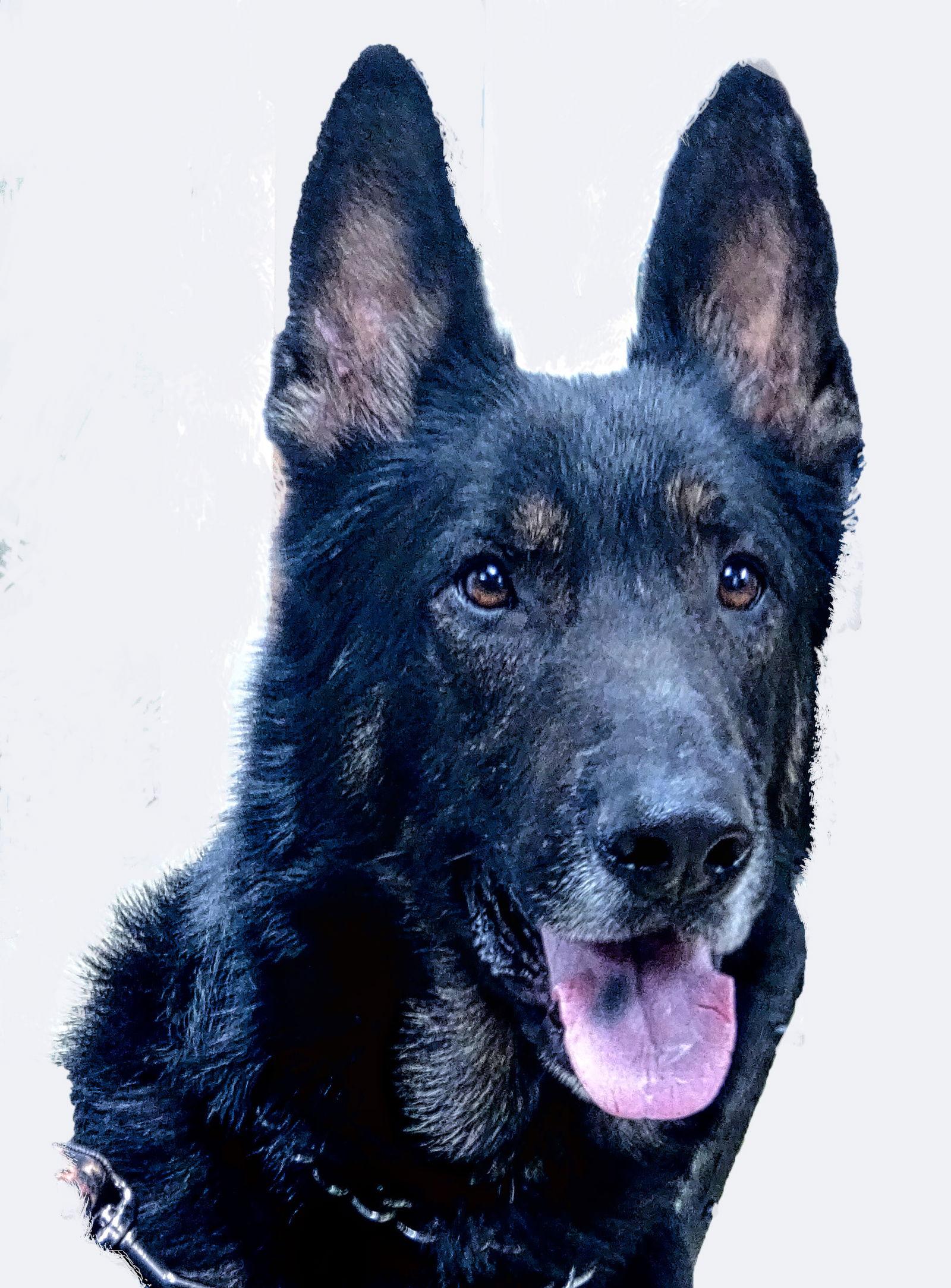 ANDY, a Adoptable mixed breed in Holly Springs, MS image 2/3