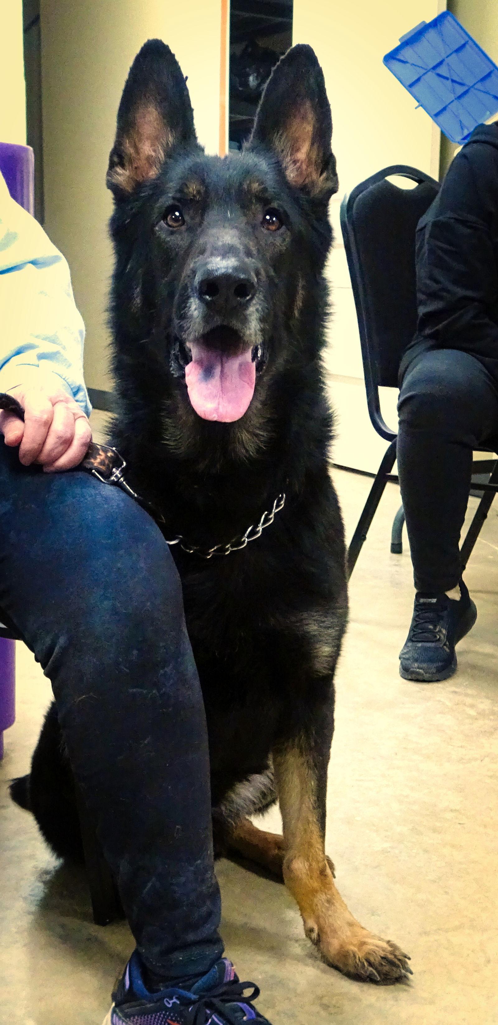 ANDY, a Adoptable mixed breed in Holly Springs, MS image 3/3