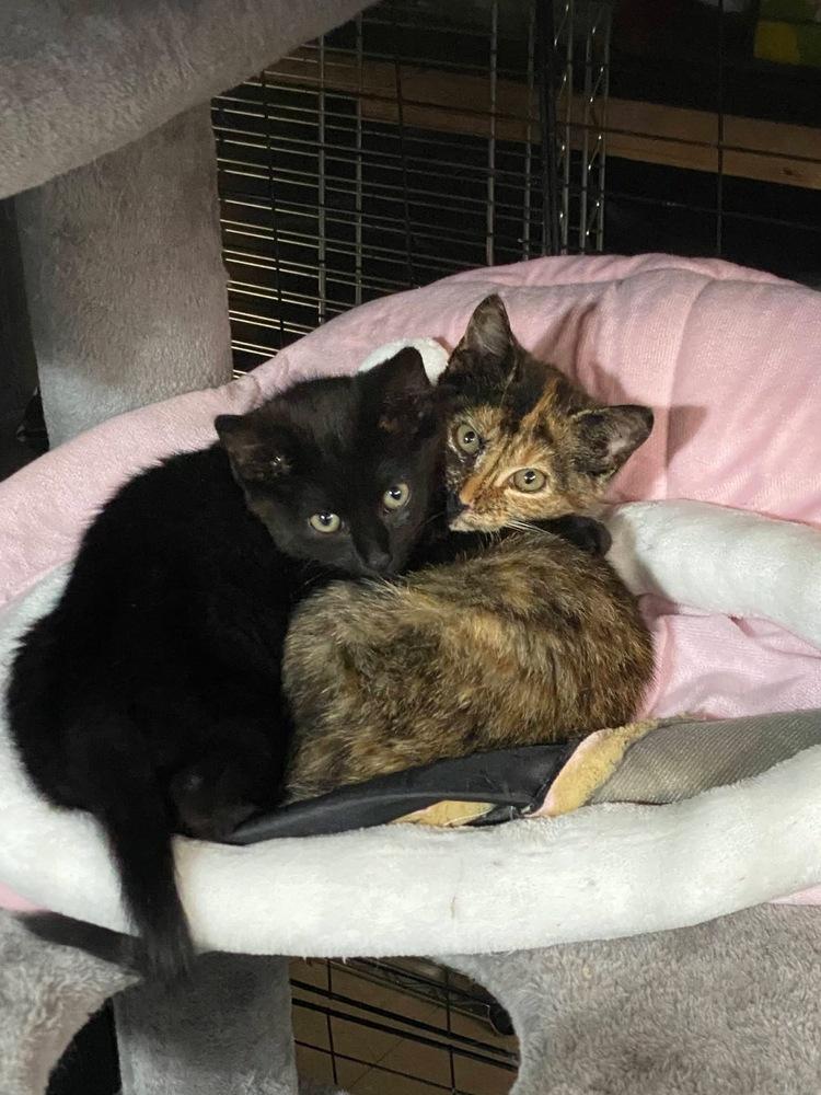 Beansy, Adoptable, Kitten Male American Shorthair.