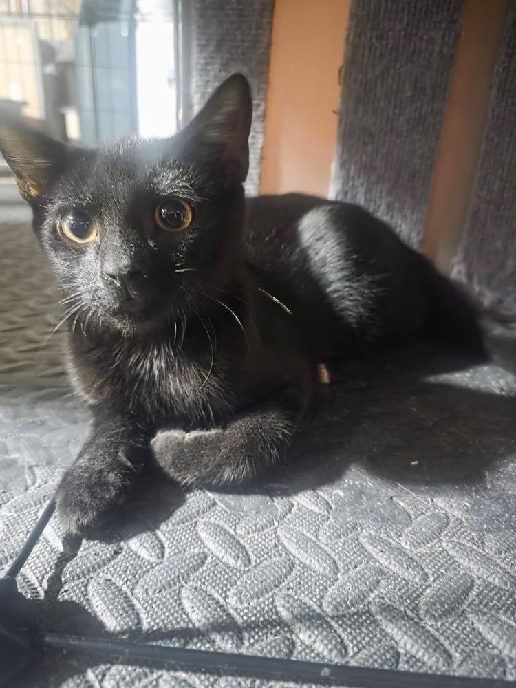 Enlarge Beansy, a Adoptable mixed breed in levittown, NY image 2/6