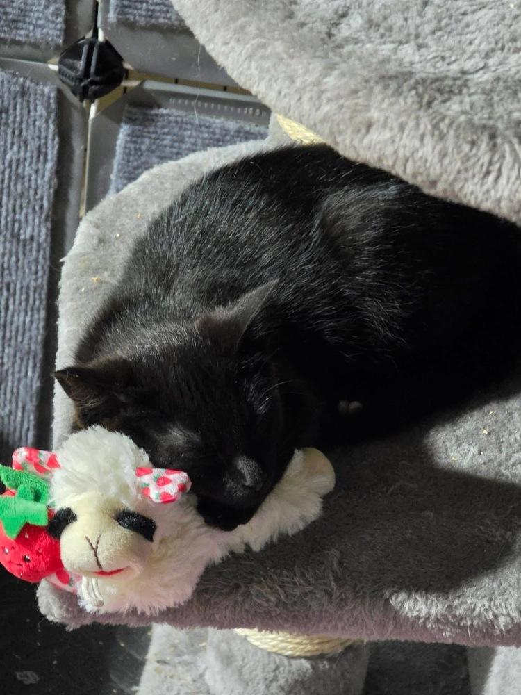 Enlarge Beansy, a Adoptable mixed breed in levittown, NY image 3/6