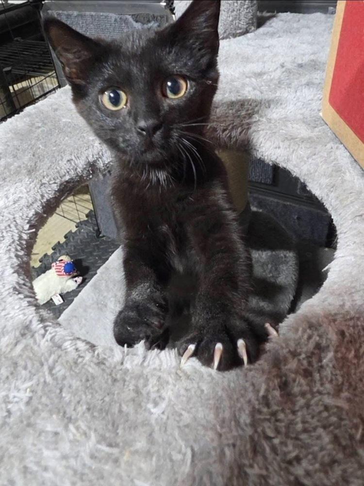 Enlarge Beansy, a Adoptable mixed breed in levittown, NY image 4/6
