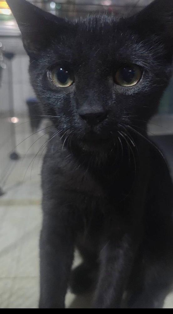 Enlarge Beansy, a Adoptable mixed breed in levittown, NY image 5/6