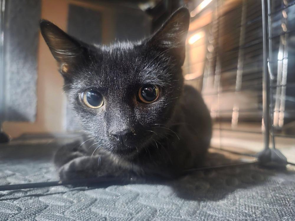 Enlarge Beansy, a Adoptable mixed breed in levittown, NY image 6/6