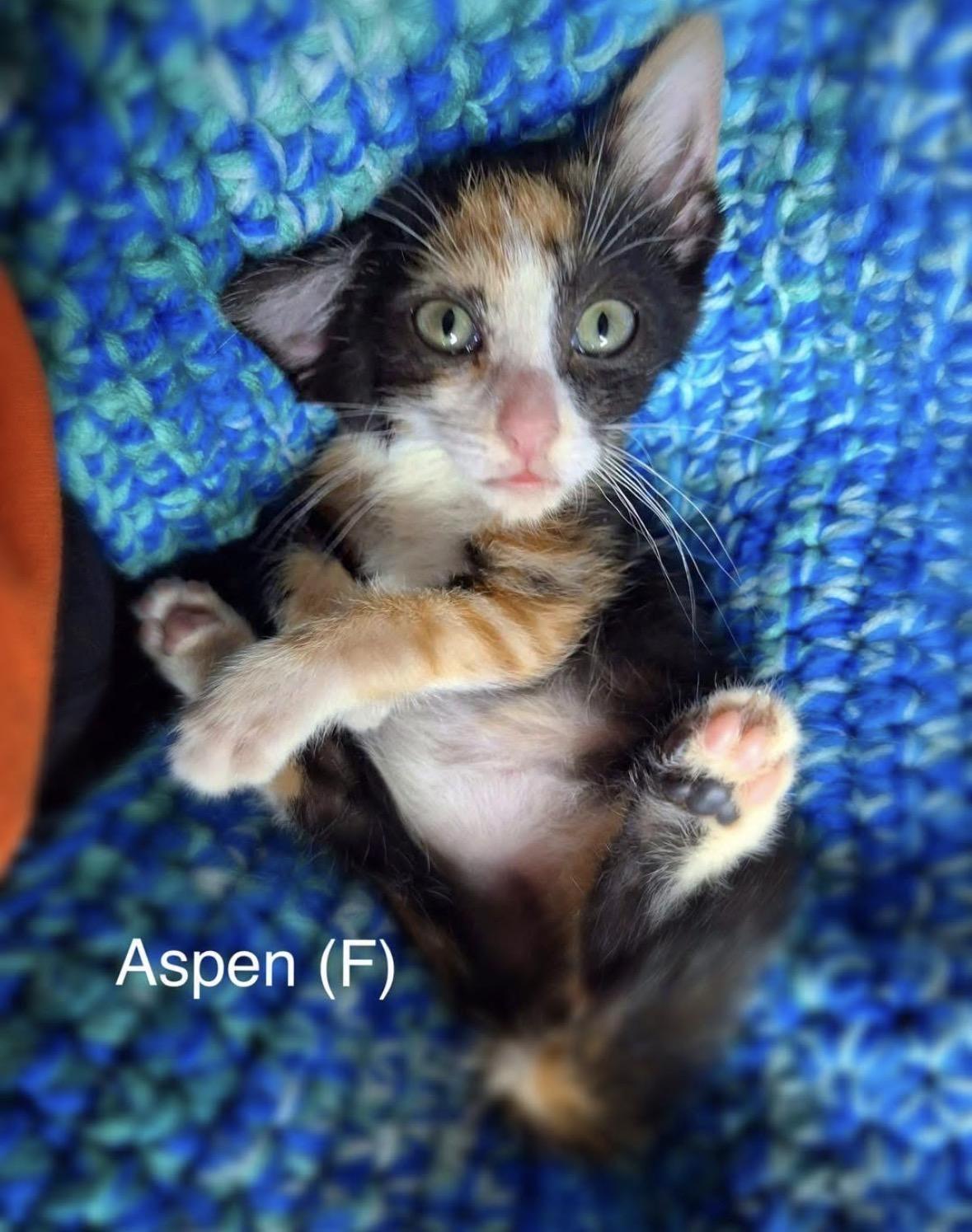 Aspen, adopted, Kitten Female Domestic Short Hair.