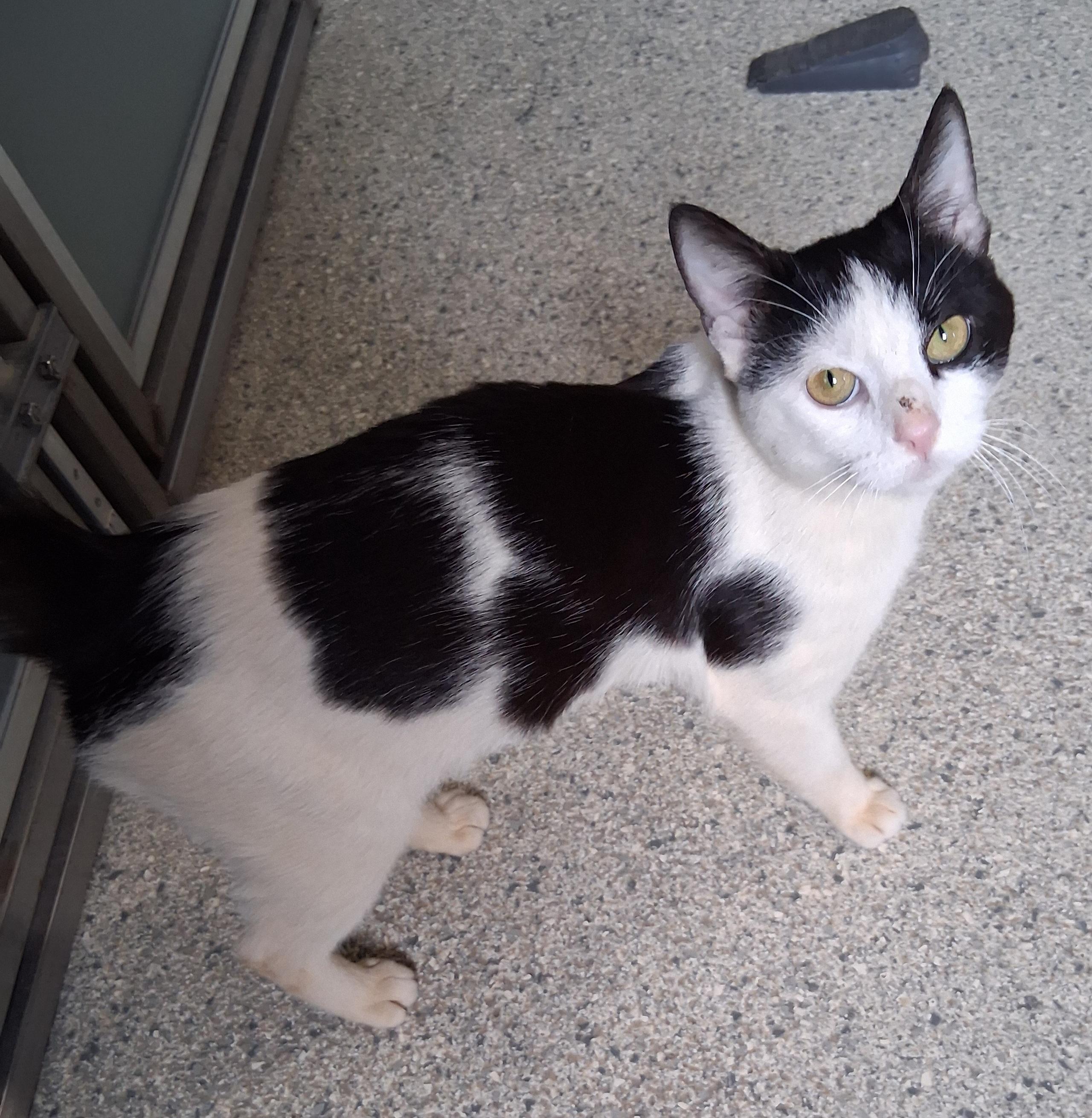 Enlarge Moe, a Adoptable mixed breed in Renfrew, PA image 1/5