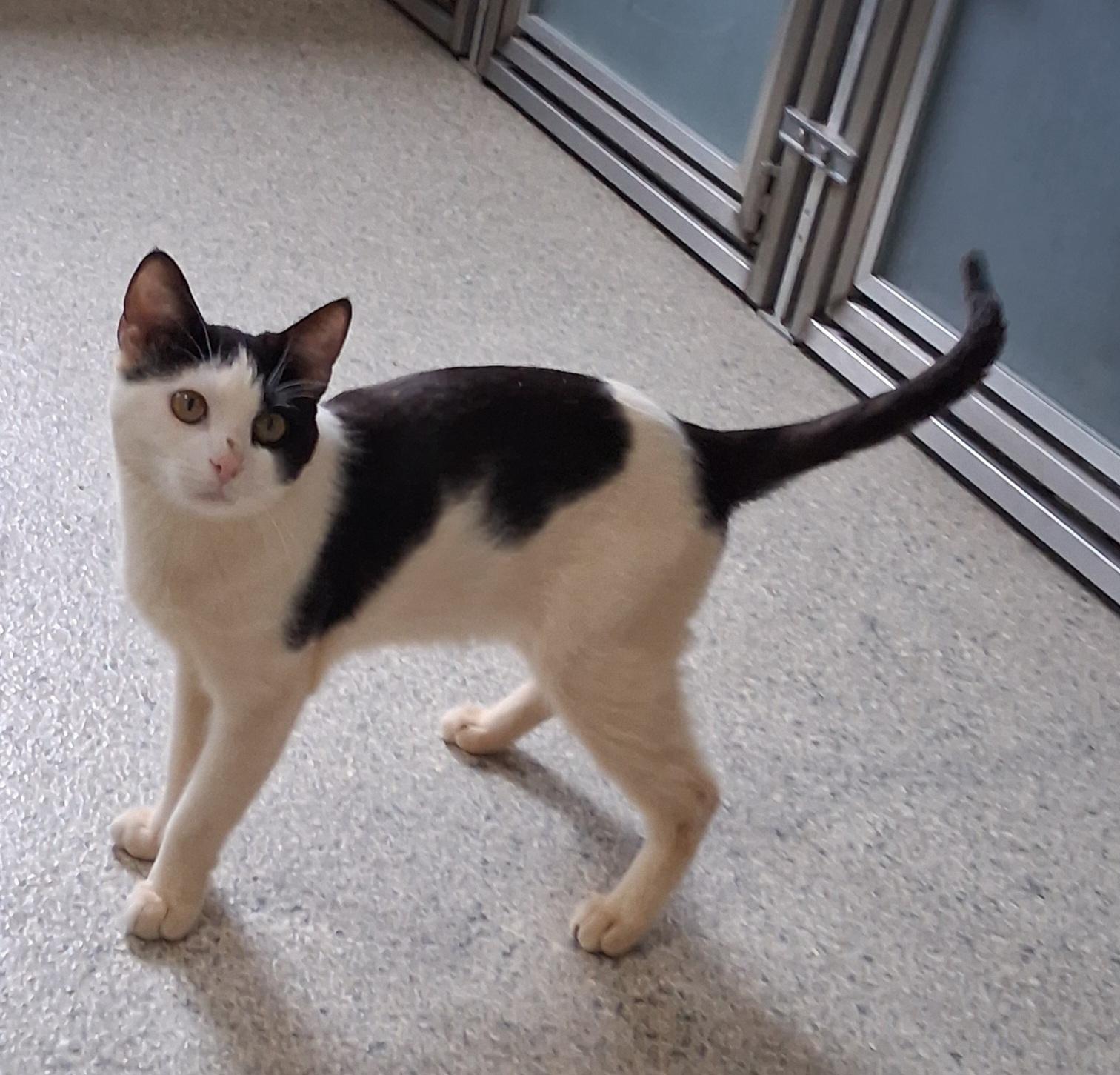 Enlarge Moe, a Adoptable mixed breed in Renfrew, PA image 5/5